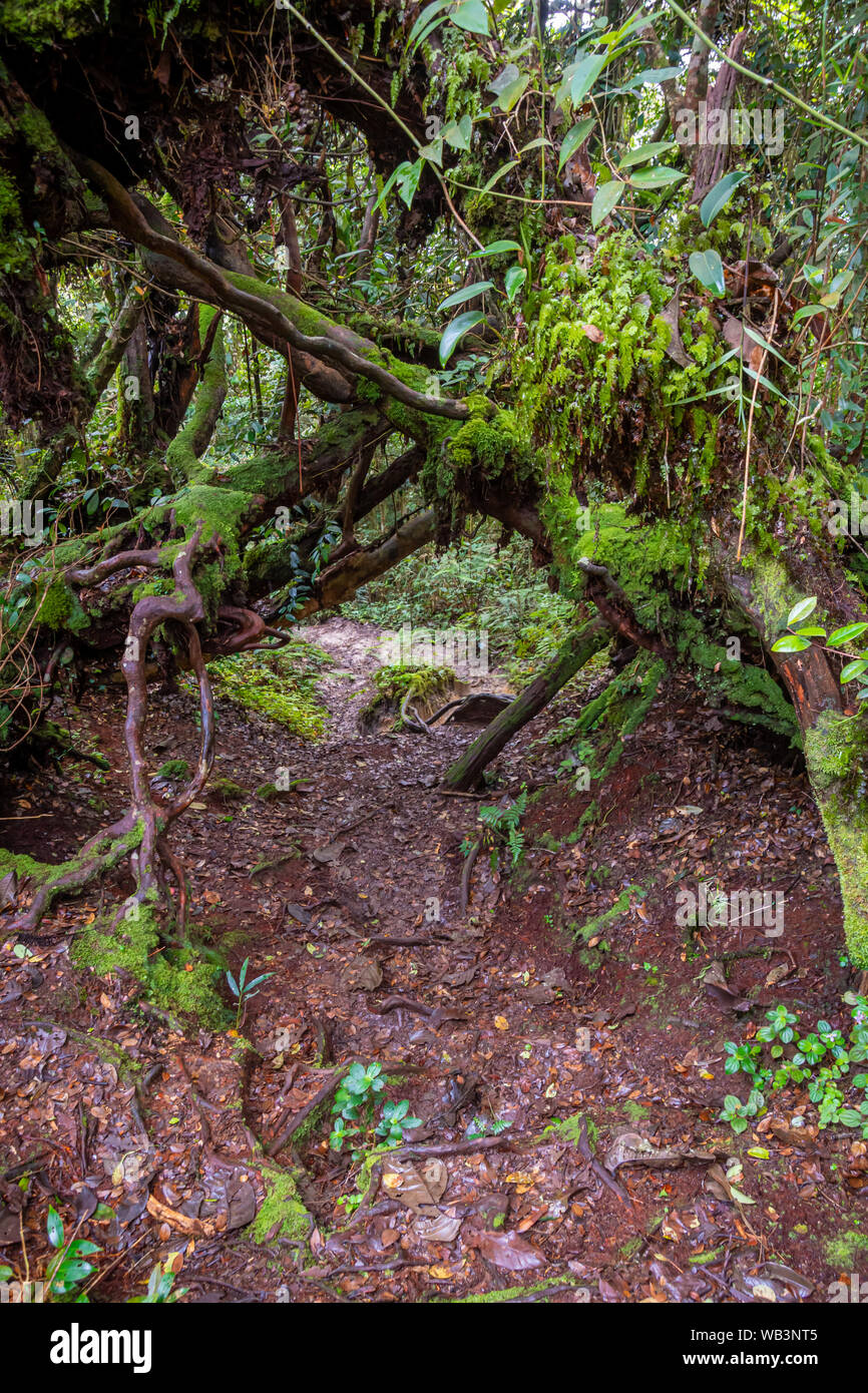 Hiking path wild muddy and wet through mossy rain forrest Stock Photo