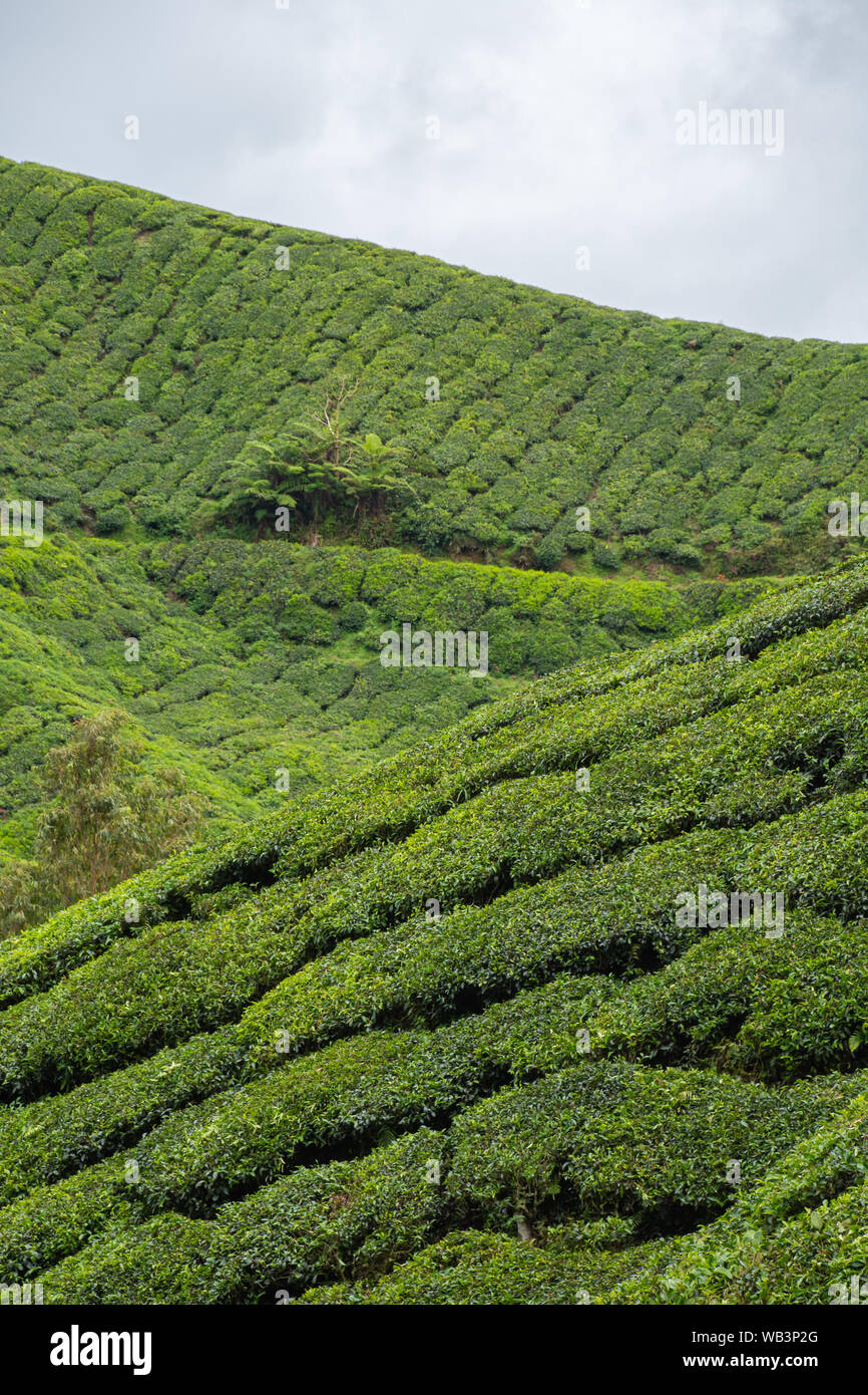 Tea plantation rows of camellia sinensis covering hill slopes Stock