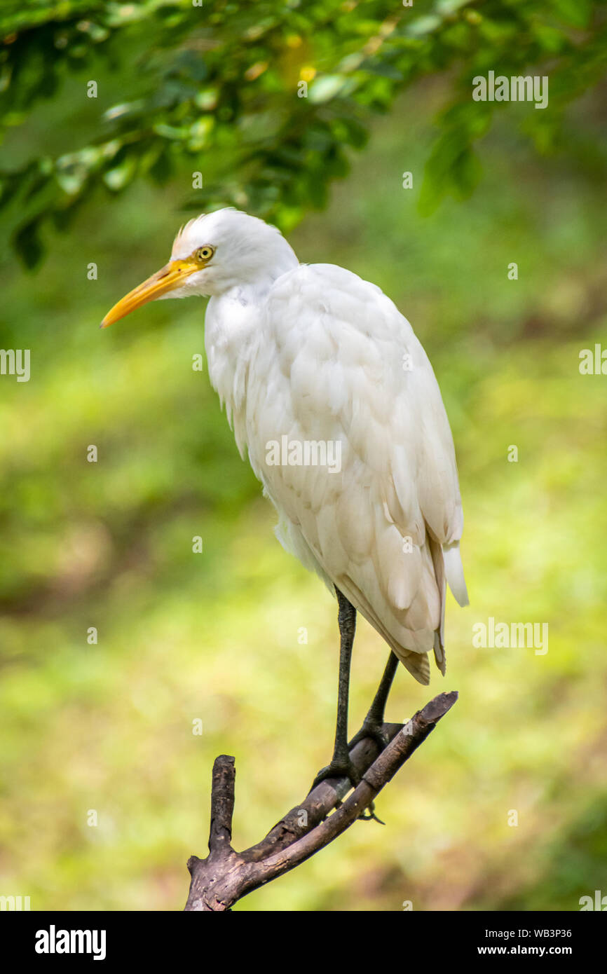 White crane bird hi-res stock photography and images - Alamy