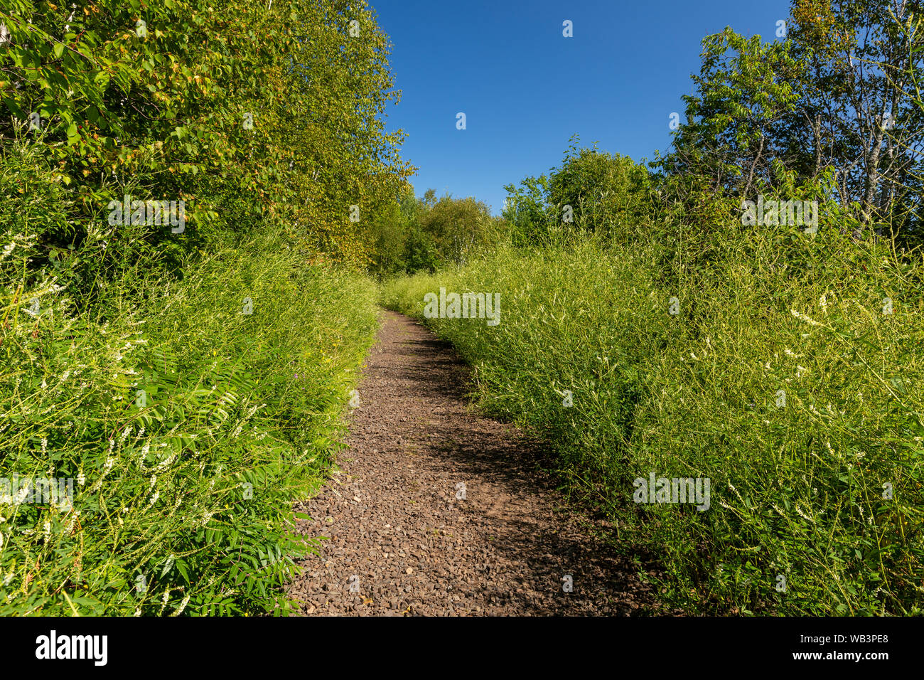 Hiking Trail In The Woods On Former Railroad Line Stock Photo