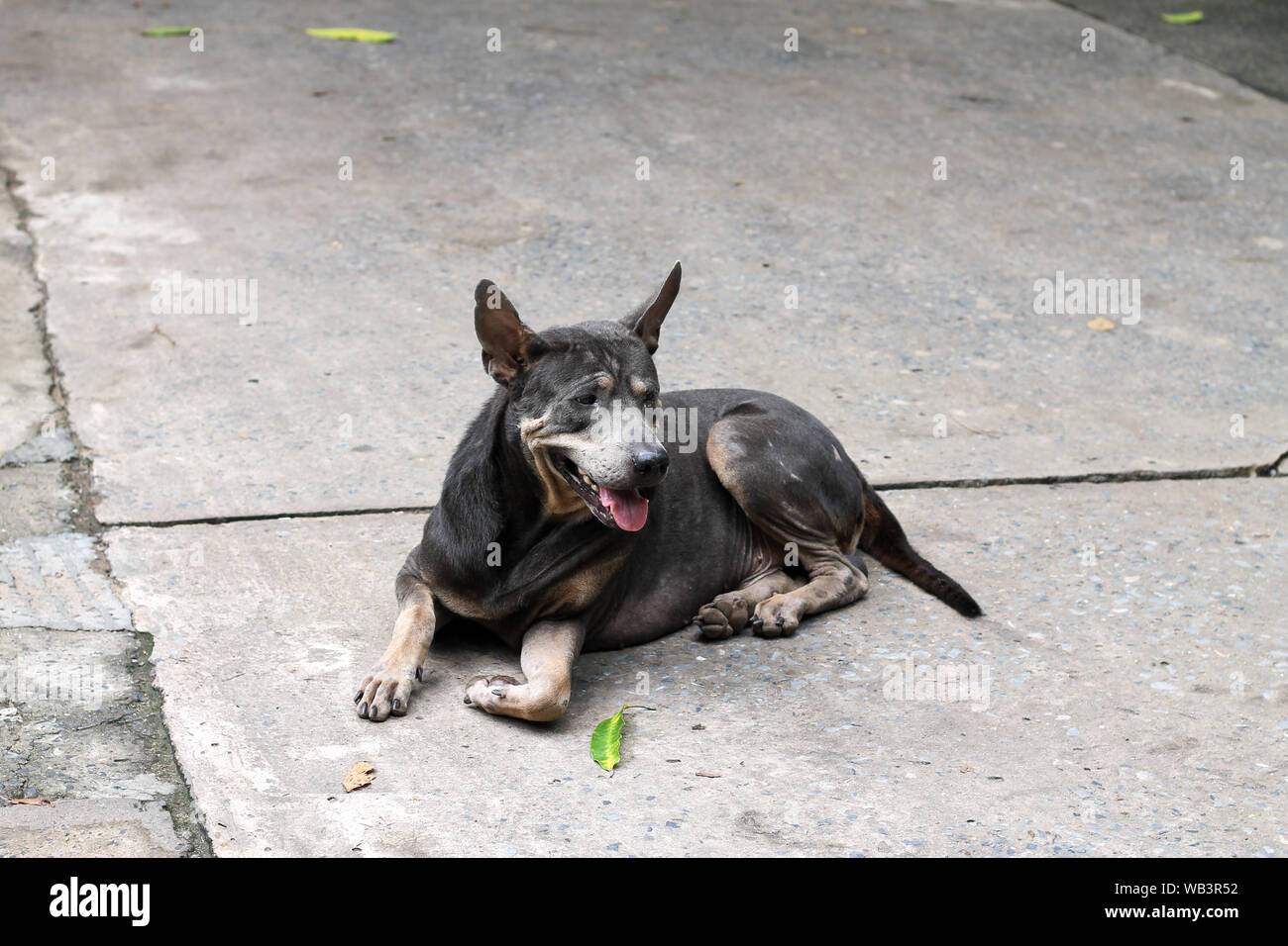 Why Do Dogs Lay On Hot Concrete