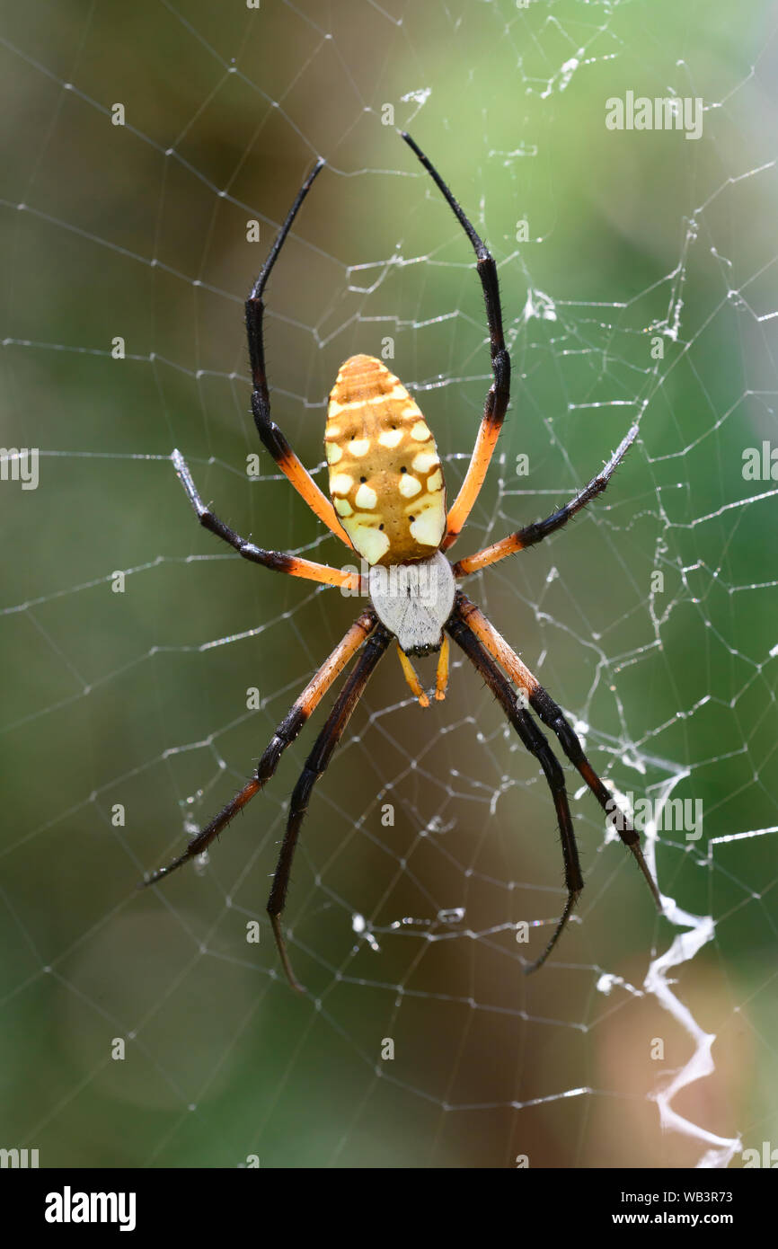 A Yellow Garden Spider sits waiting in hopes of something flying into its distinctive, zig-zagged net in McAllister Park in San Antonio, Texas. Stock Photo