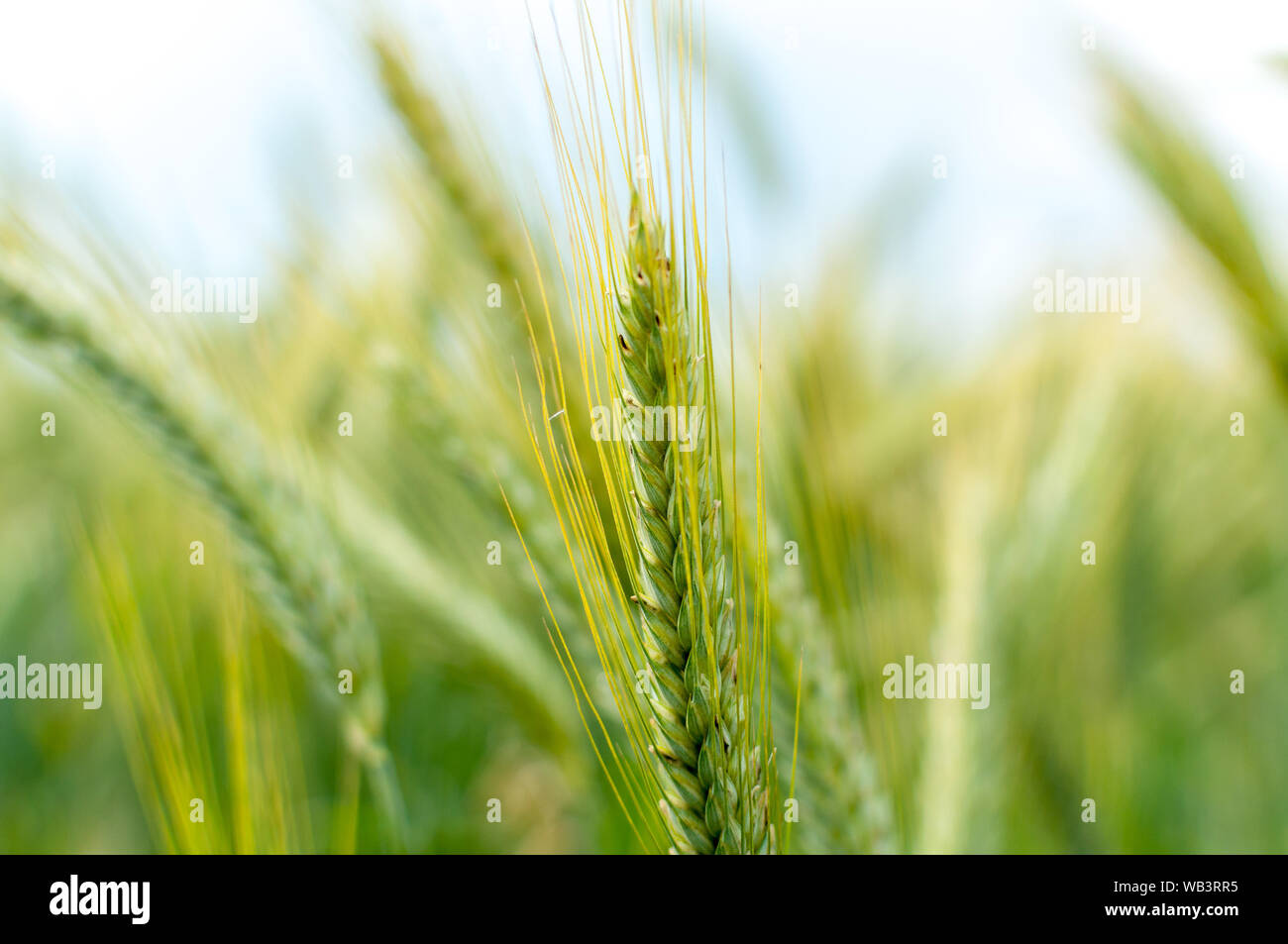 close-up-of-green-wheat-ear-field-of-young-wheat-stock-photo-alamy