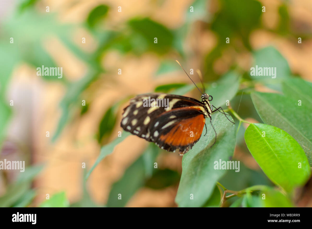 Monarch butterfly sitting on a leaf hi-res stock photography and images ...