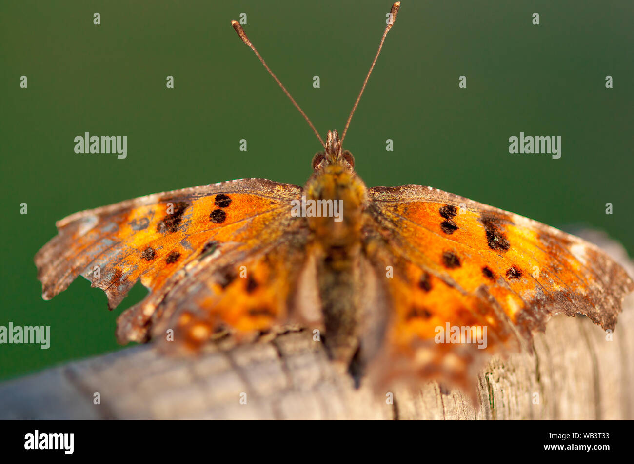 Closeup of a butterfly with broken wings. The Queen of Spain