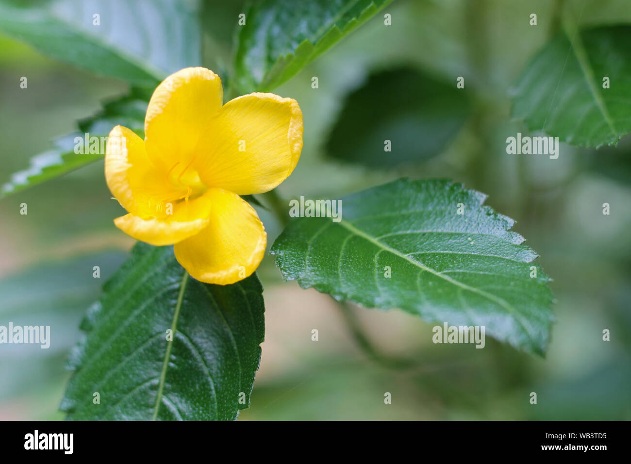 Yellow elder, Trumpetbush, Trumpetflower, Yellow trumpet-flower, Yellow ...