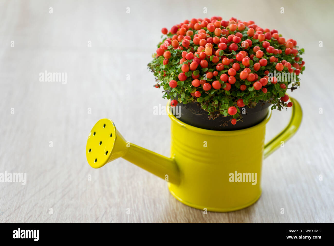 Small ornamental flower with red beeds in a yellow watering can. Nertera granadensis. Coral bead plant. Pin-cushion plant. Coral moss. Baby tears. Stock Photo