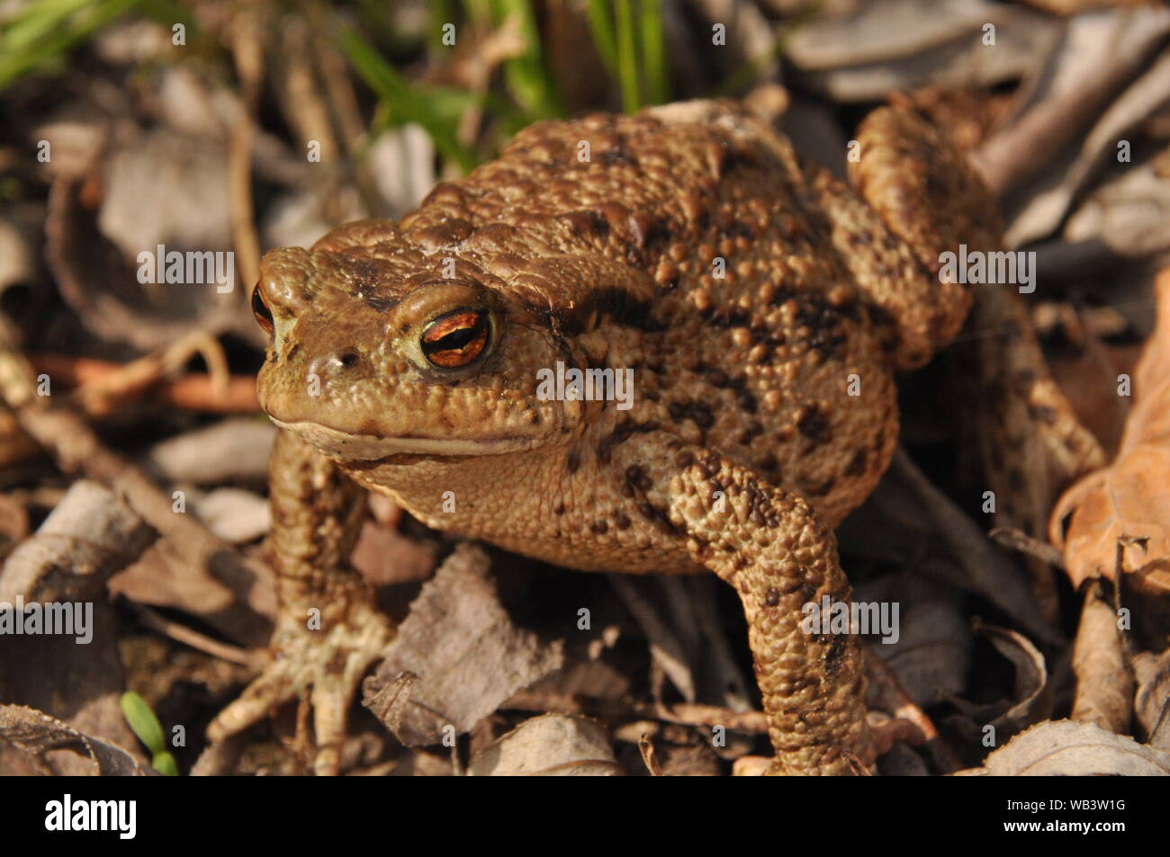 Toad. Amphibian during the spring awakening and mating Stock Photo - Alamy