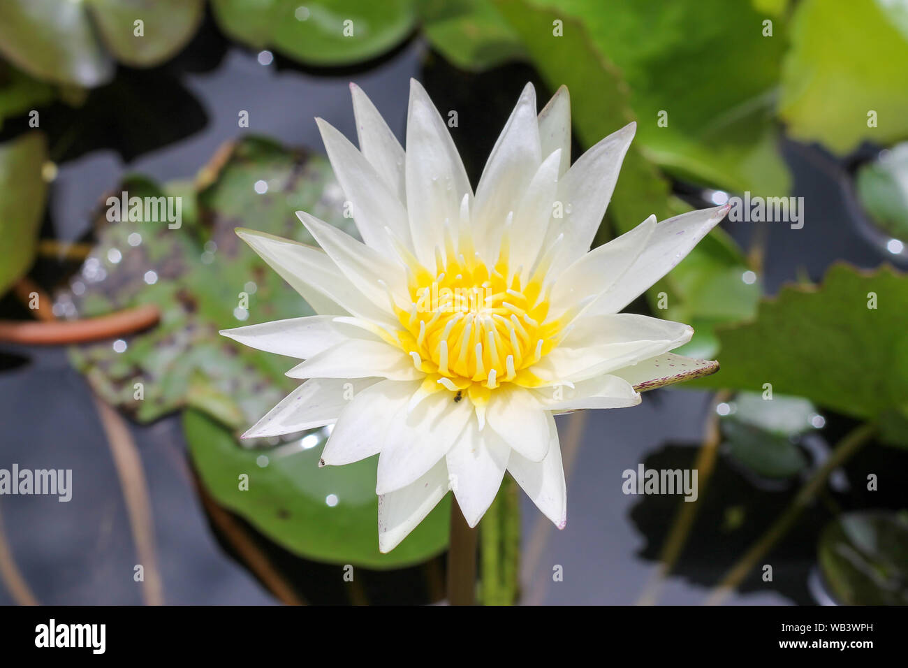 Beautiful lotus blooming flower with green leaf in the pond. Stock Photo