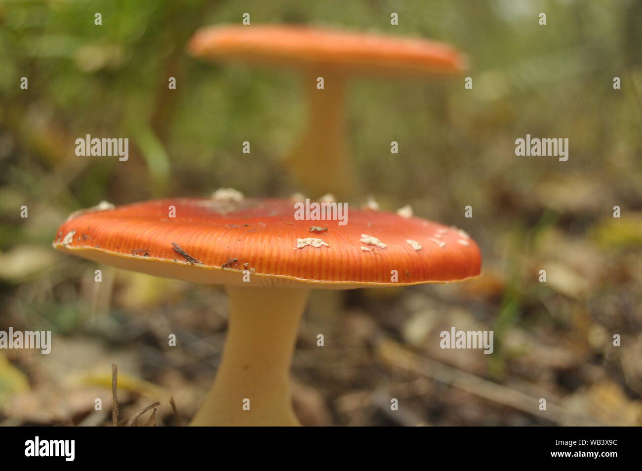 Zenvie Orecchini A Bottone Fungo Toadstool In Argento 925 E Cristallo - Ispirati Ai Puffi, Gioiello Giocoso Ed Elegante In Scatola Regalo