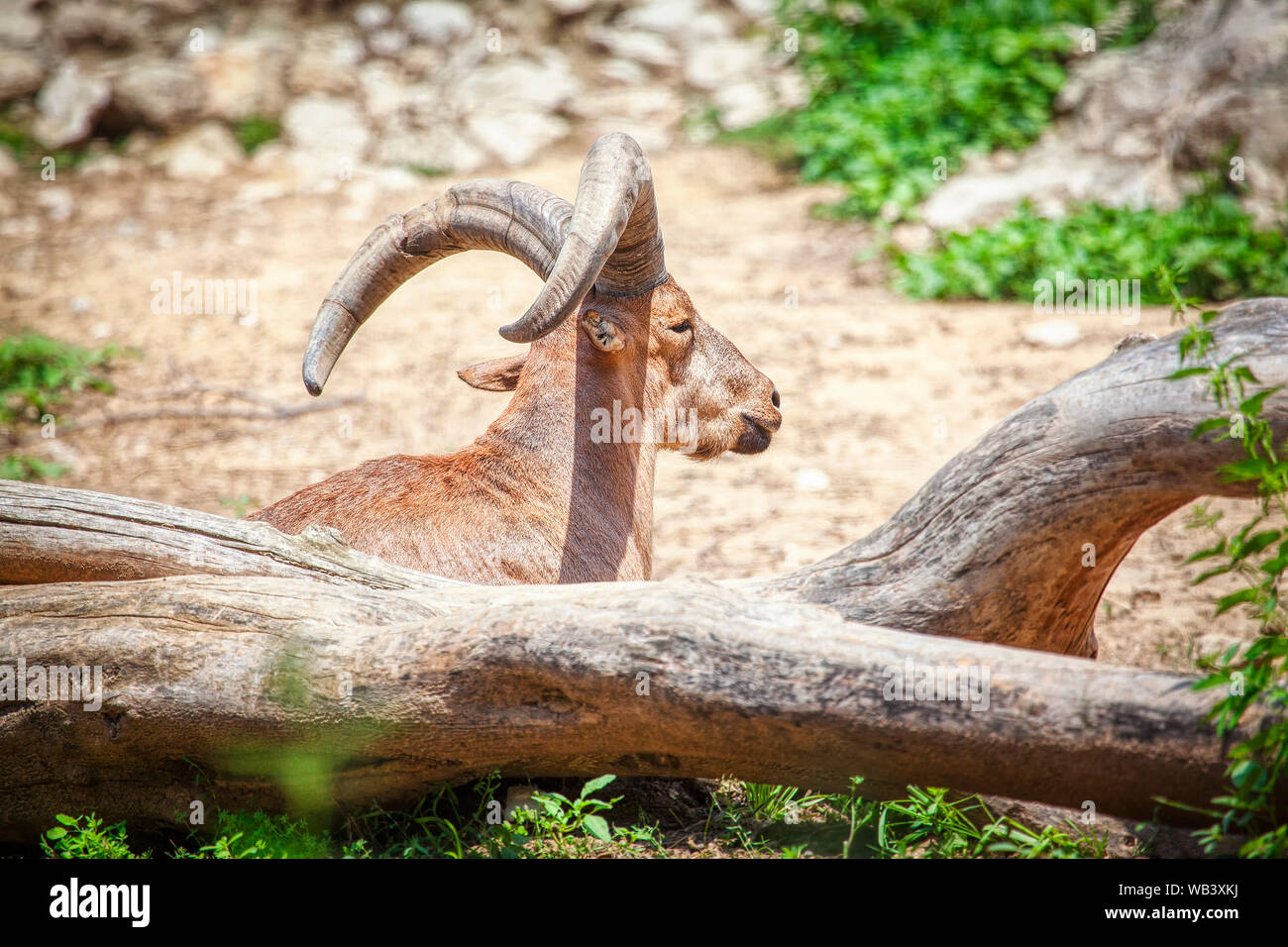 Alpine ibex is a species of wild goat Stock Photo - Alamy