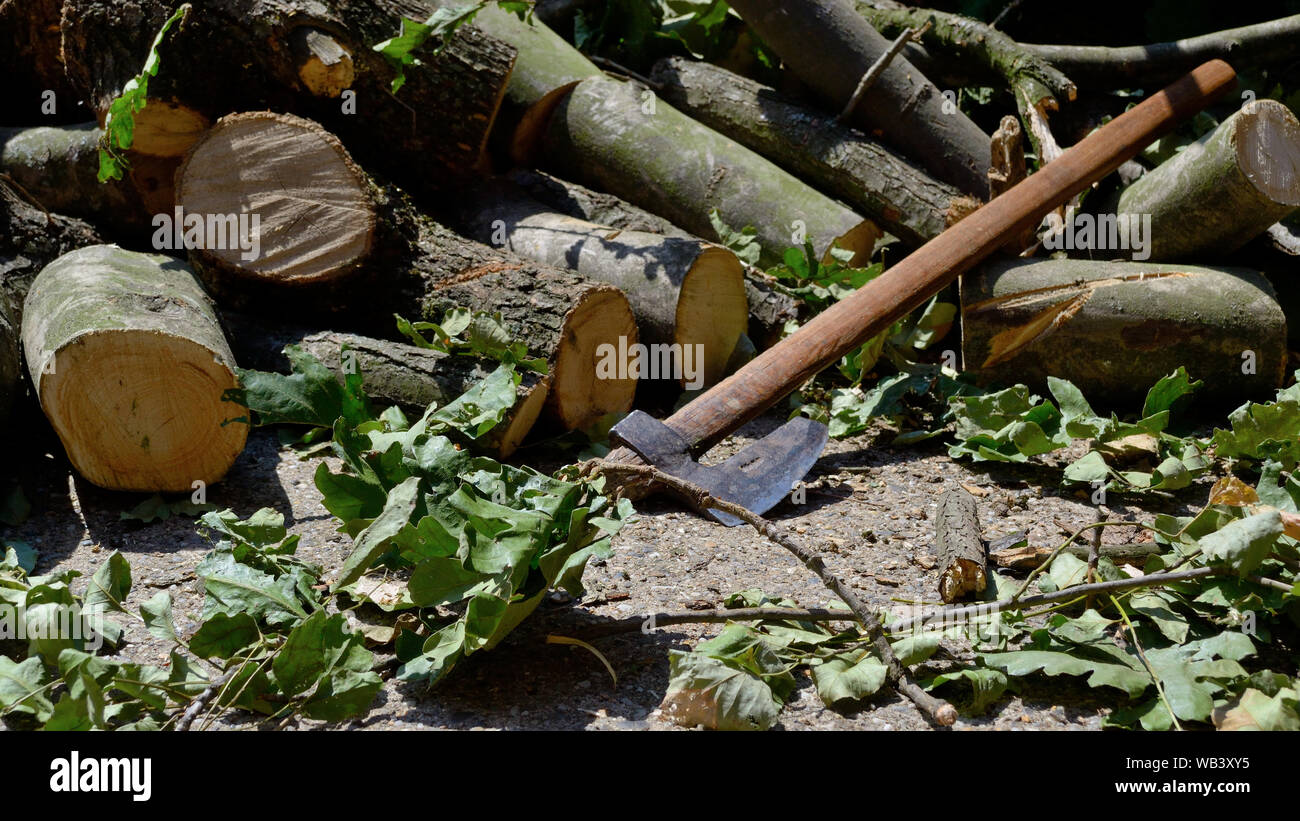 Hatchet for chopping firewood for winter, oak wood Stock Photo