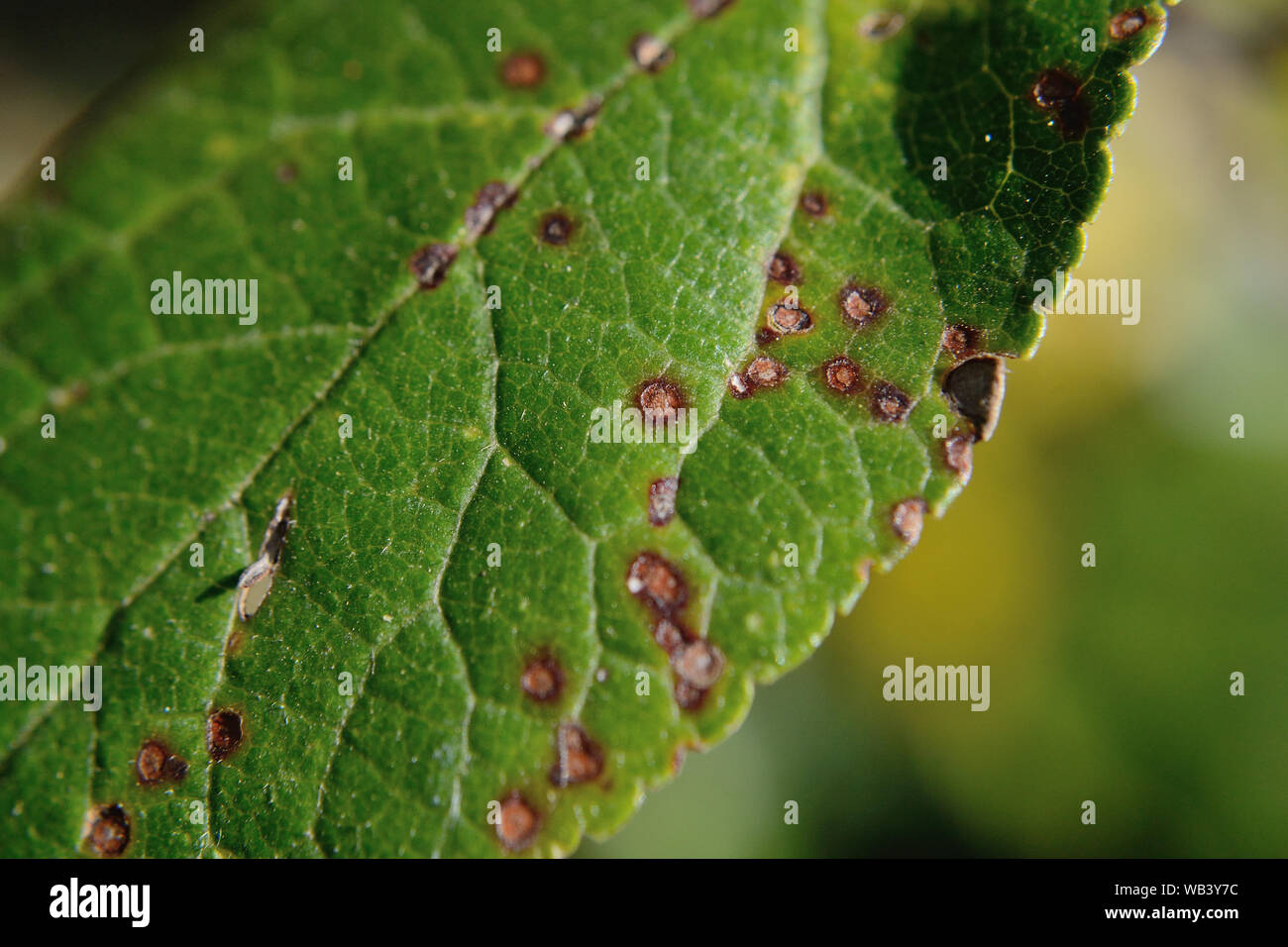 Plum leaf spots infection, Stigmina carpophila on prunus Stock Photo