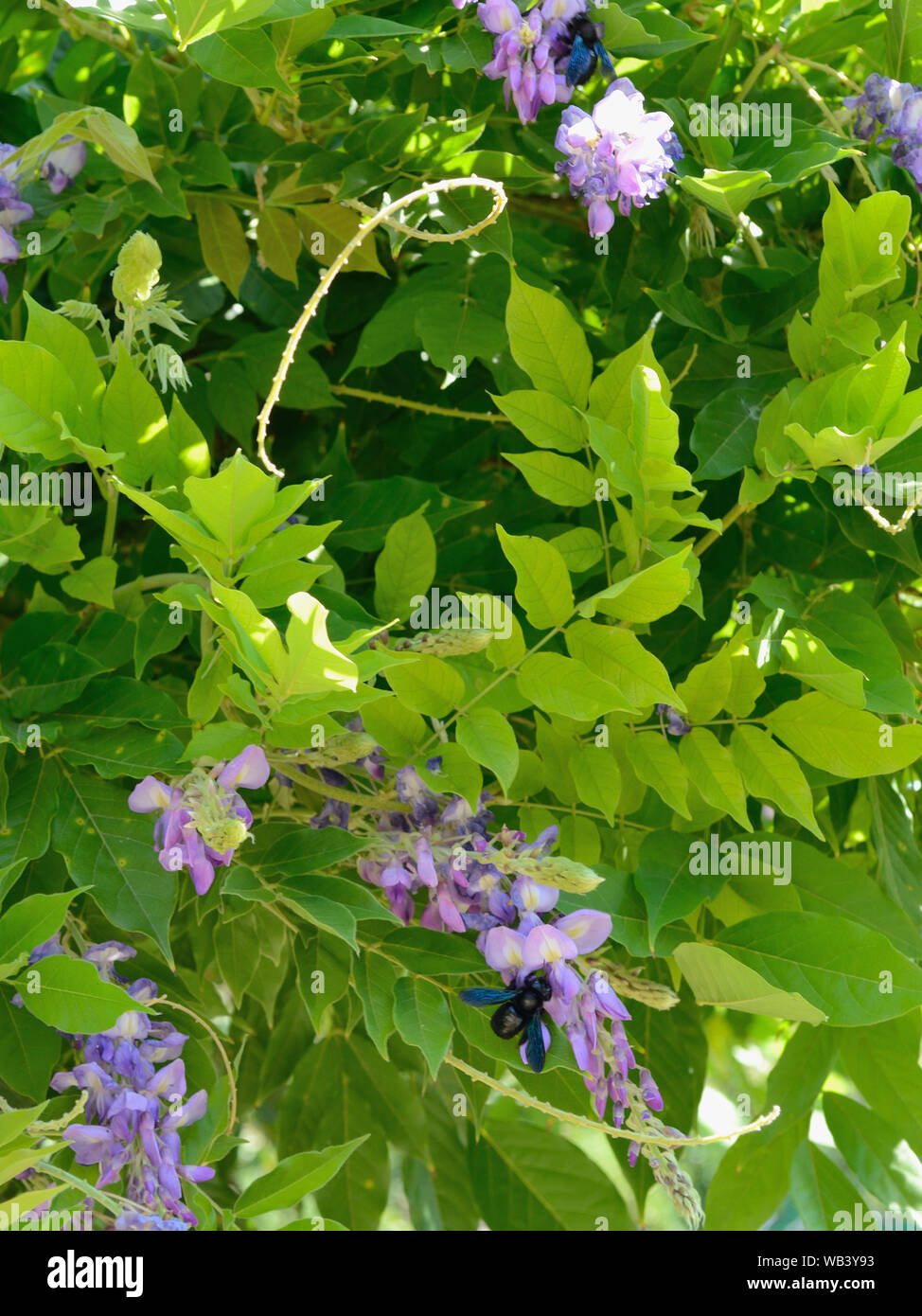 Violet carpenter bees on Wisteria sinensis, Stock Photo