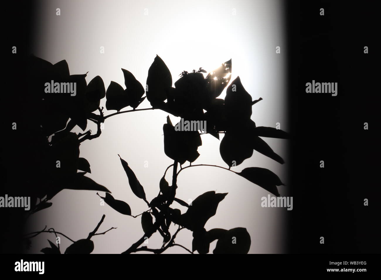 Photographyofplants hi-res stock photography and images - Alamy