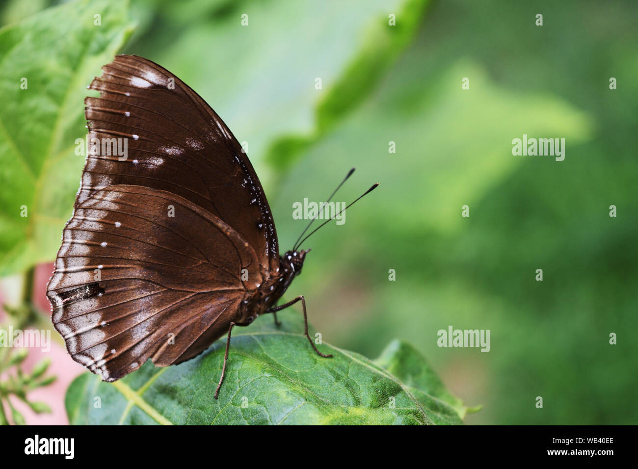 Great Egg-fly , Hypolimnas bolina ,Trey white stripes on the dark brown wing ,The male butterfly on green leaf Stock Photo