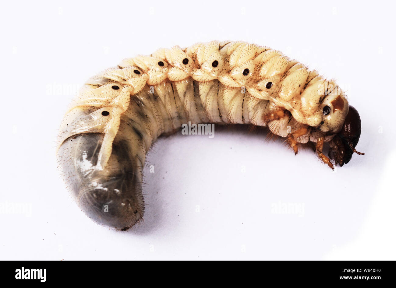 The worm of Coconut rhinoceros beetle , Larva on white background Stock