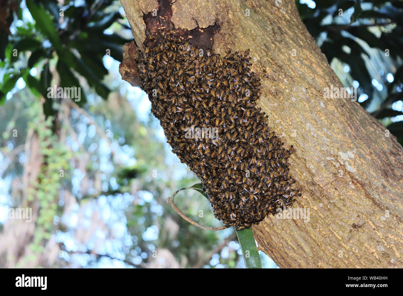 Swarm of bees building beehive on tree trunk in tropical forest , Thailand Stock Photo