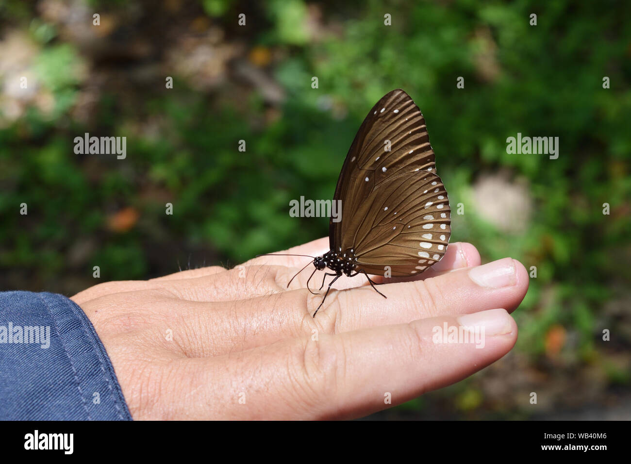The Long-branded Blue Crow , Many white spots on dark brown wings , Butterfly climbing on human finger Stock Photo