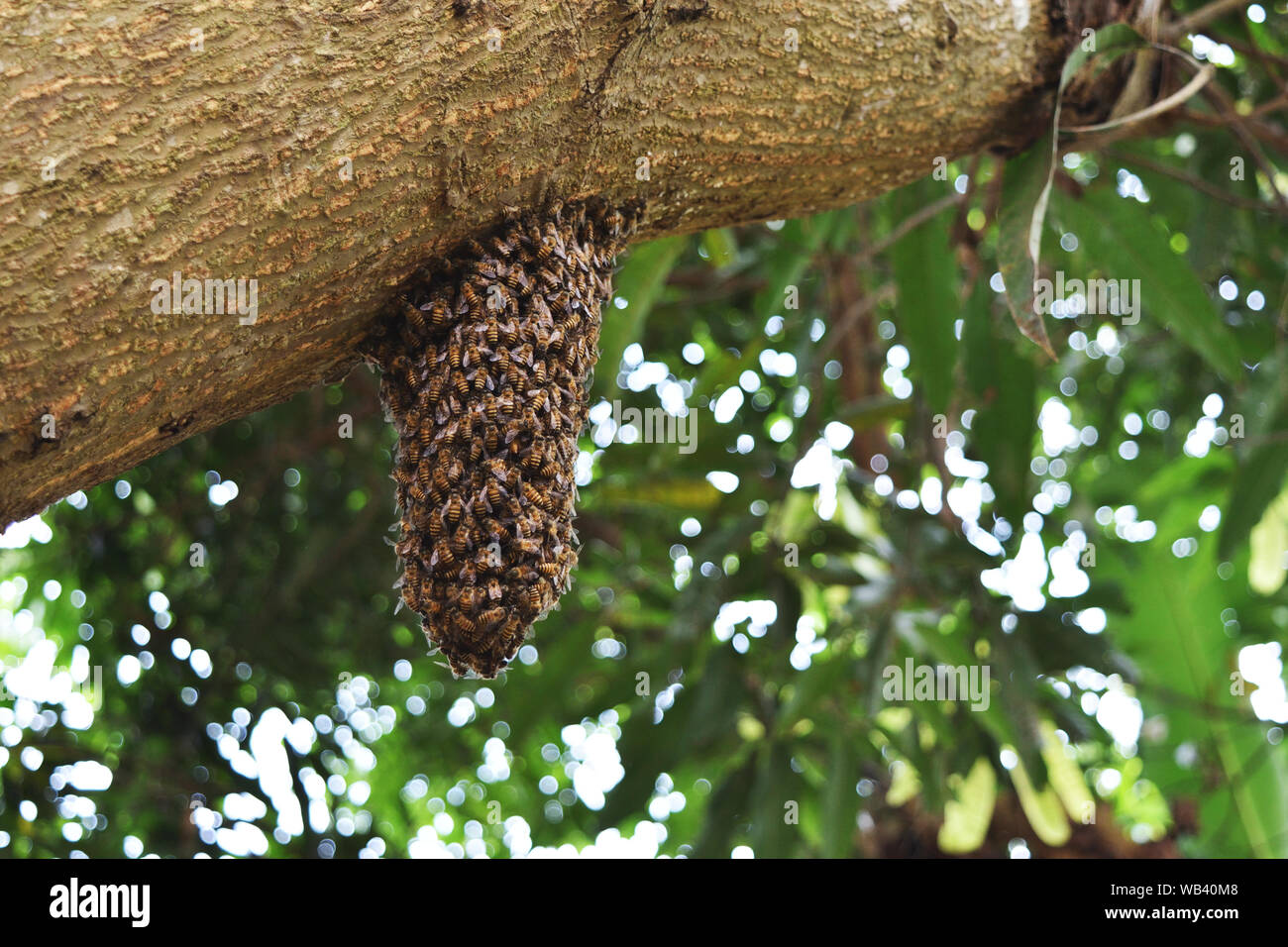 Swarm of bees building beehive on tree trunk in tropical forest , Thailand Stock Photo