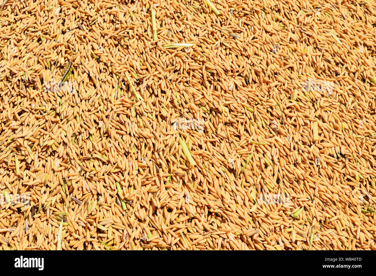 Pile of rice paddy , Whole grains are the main food of Asian , Agriculture economy of Thailand Stock Photo