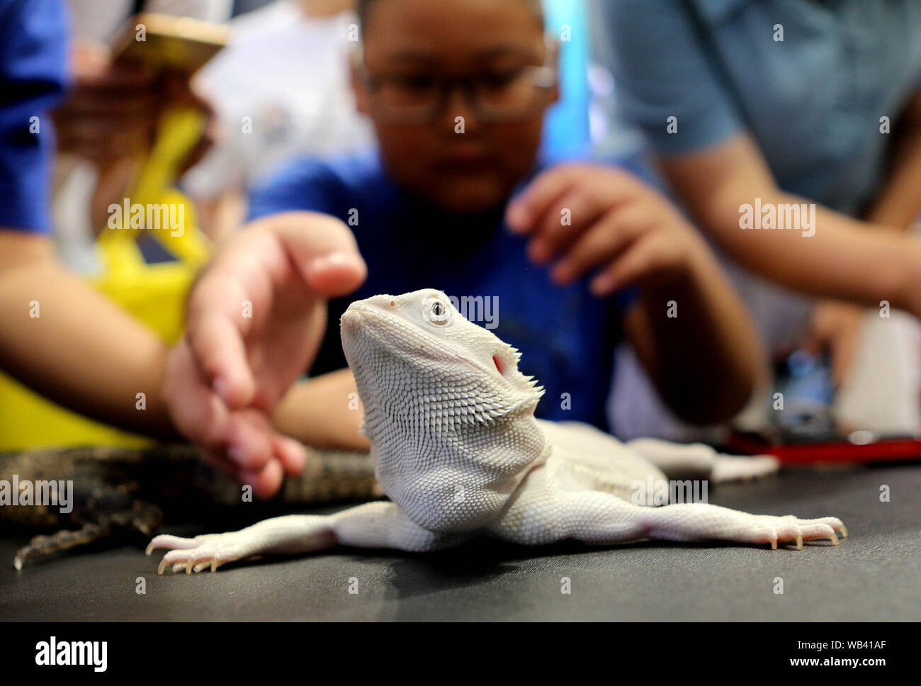 Shanghai, China. 24th Aug, 2019. People watch a lizard during the 22nd ...