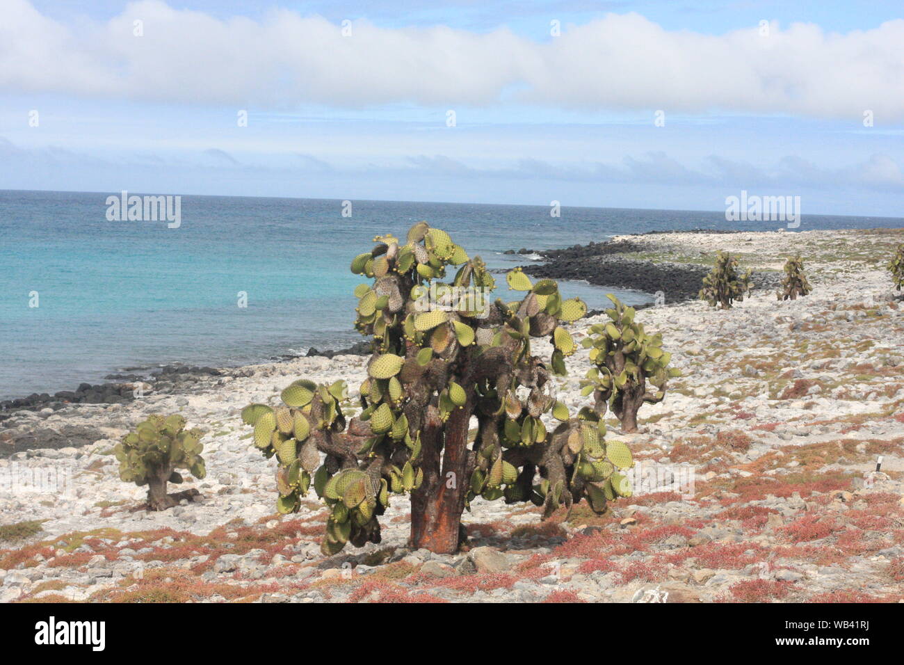 Galapagos islands and its wildlife and nature, in Ecuador Stock Photo