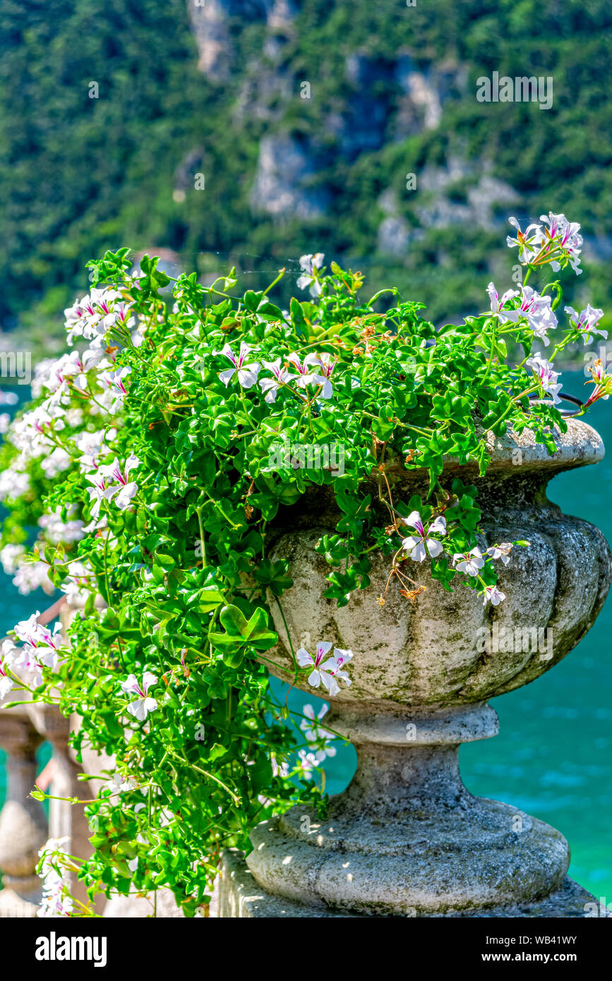 Urn geranium hi-res stock photography and images - Alamy