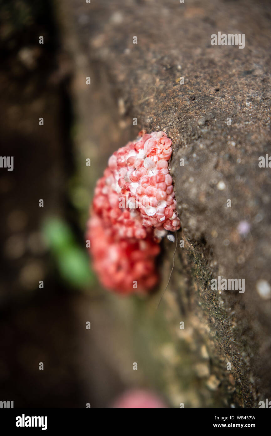 Golden Apple Snail Eggs On The Rock Stock Photo Alamy