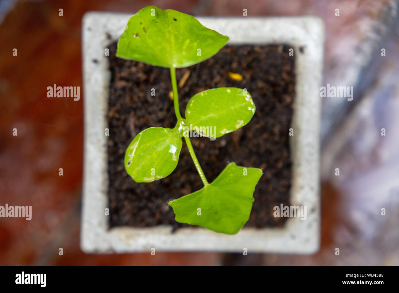growing Coccinia grandis element of thai food Stock Photo
