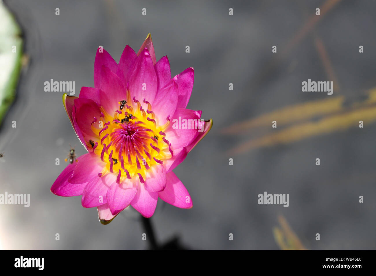 Beautiful pink water lily or lotus flower Perry's Orange Sunset. Nymphaea is reflected in the water. Soft blurred background of dark leaves from an ol Stock Photo