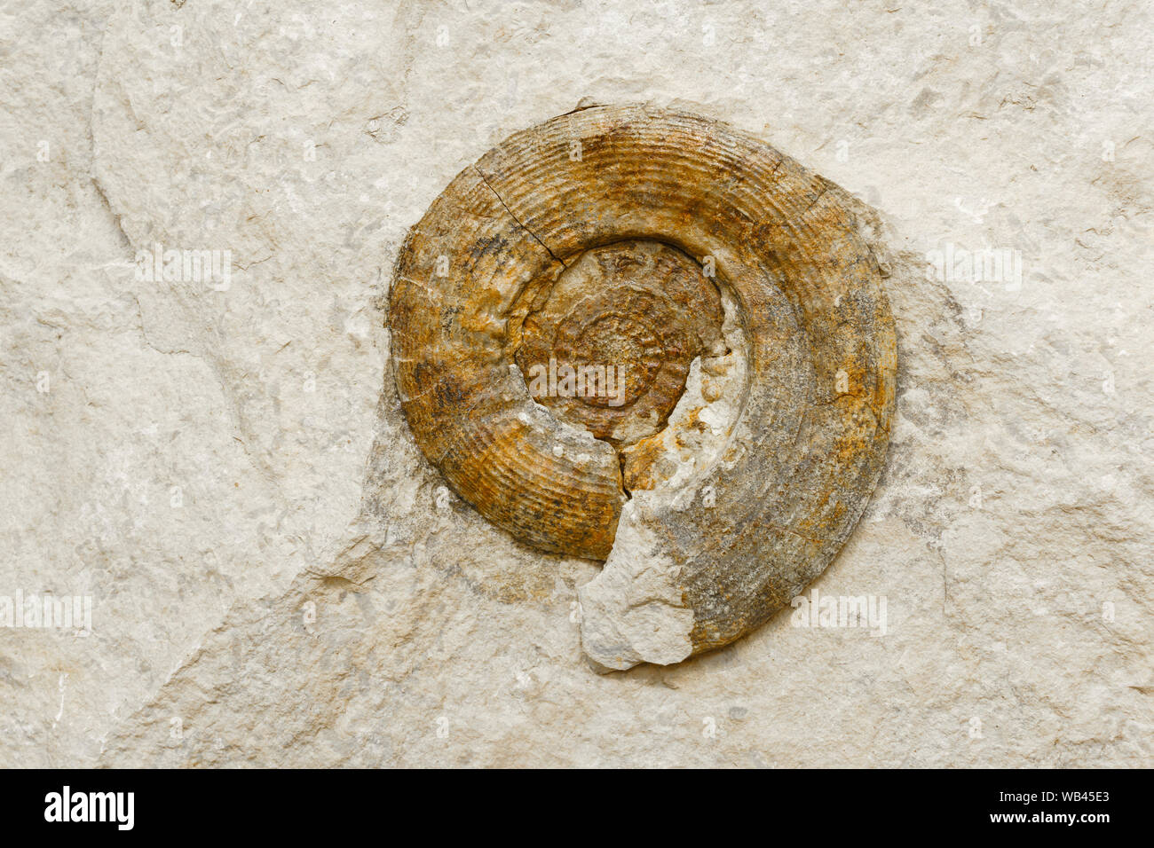 background - petrified shell of an extinct paleozoic ammonite mollusc ...