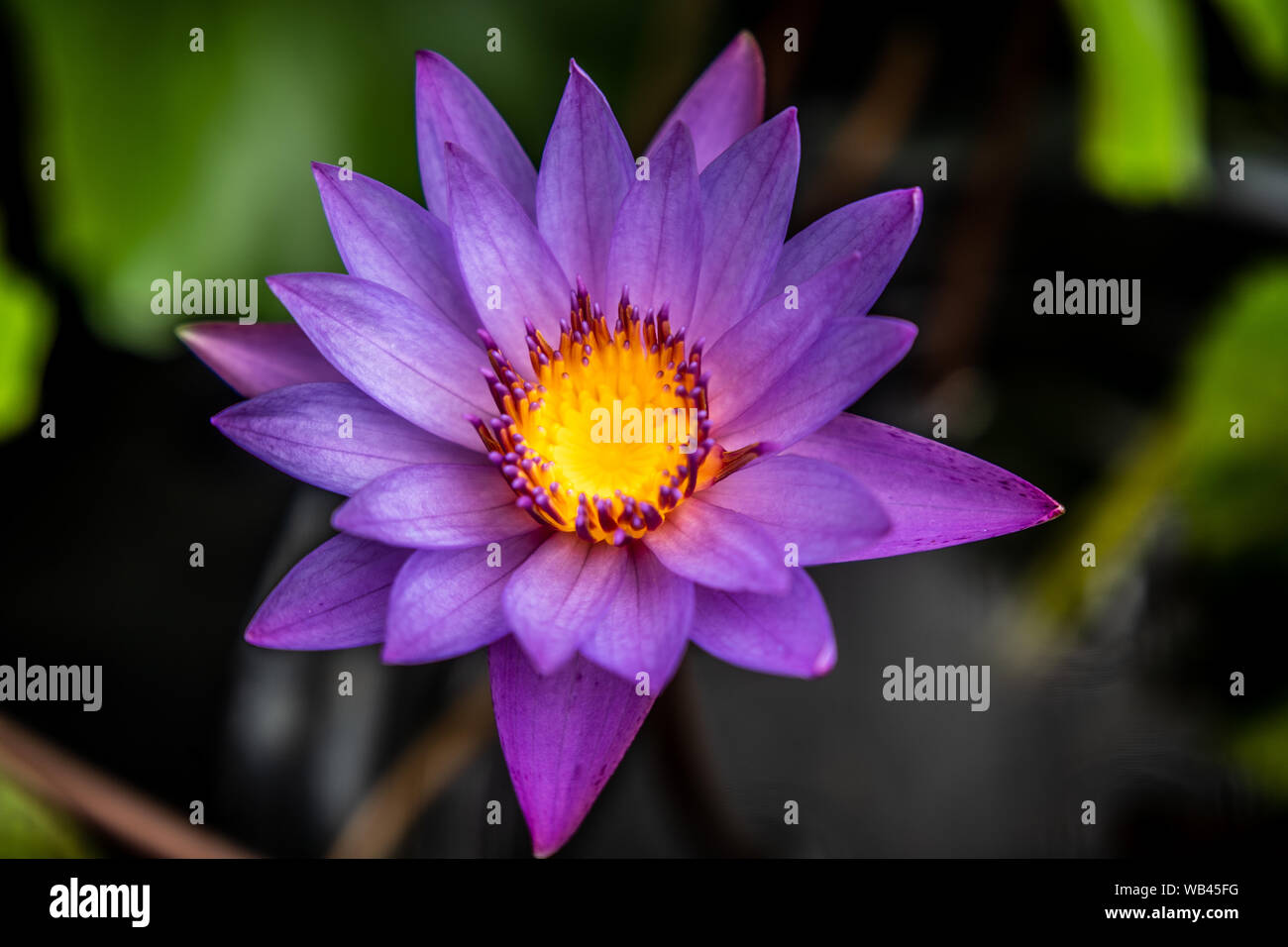 Lily Purple Lotus Flower in the Water Stock Photo - Alamy