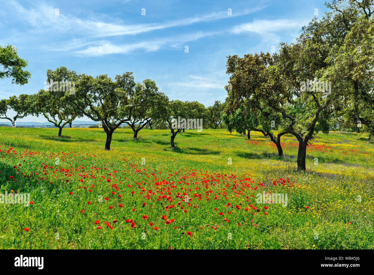 Alentejo meadow with wild flowers and cork trees Stock Photo