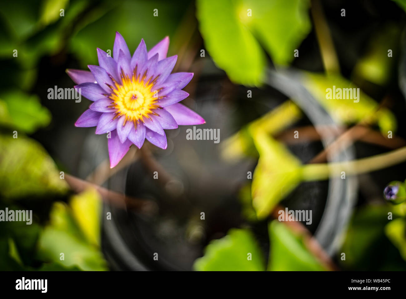 Lily Purple Lotus Flower in the Water Stock Photo - Alamy