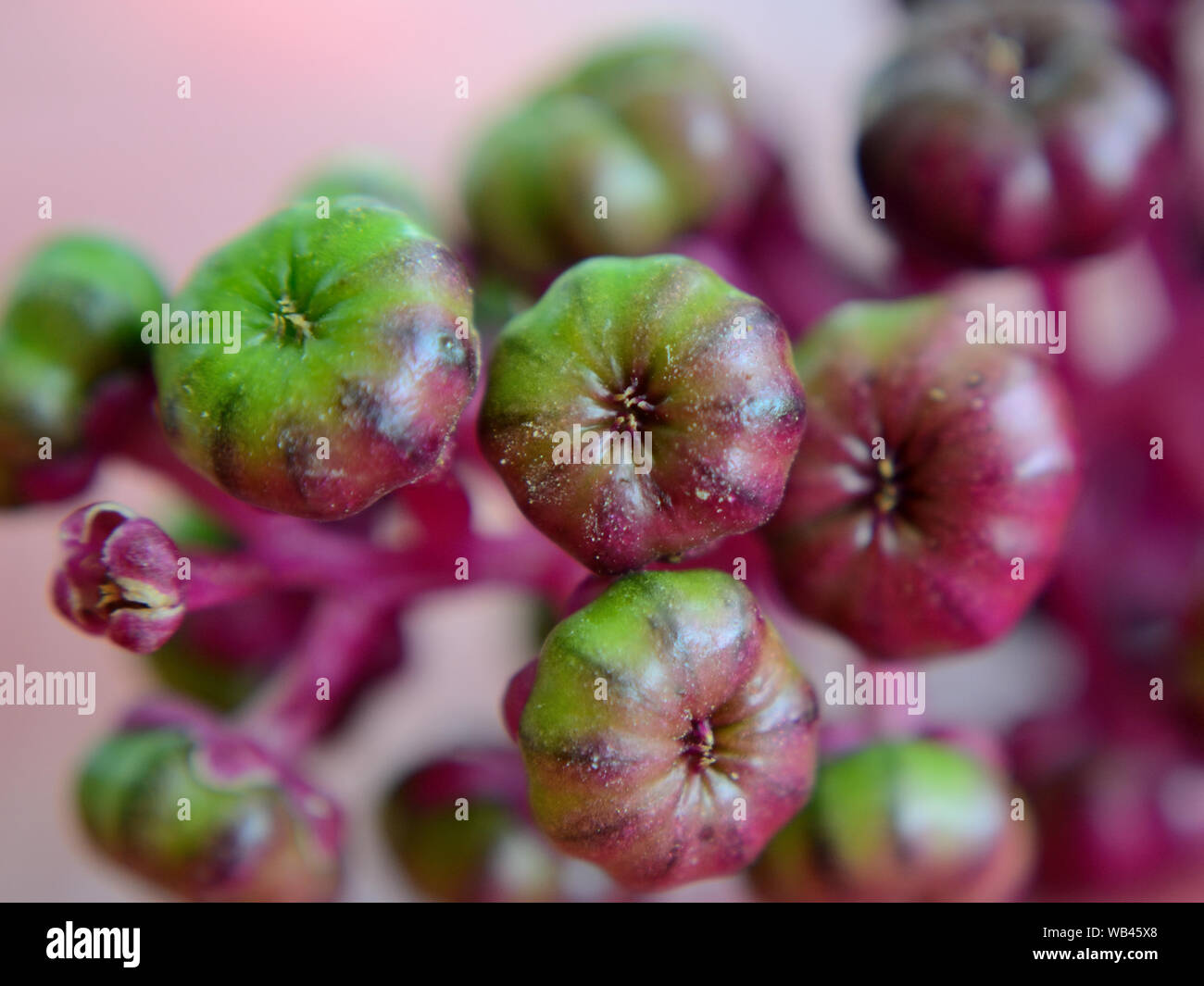 Close up of pokeweed berries, Phytolacca decandra Stock Photo