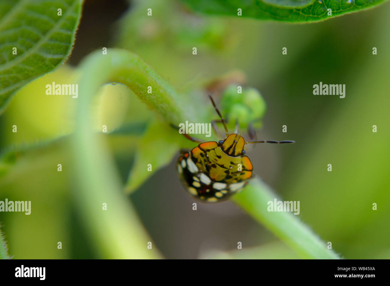 Southern green stink bug eating bean plants Stock Photo Alamy