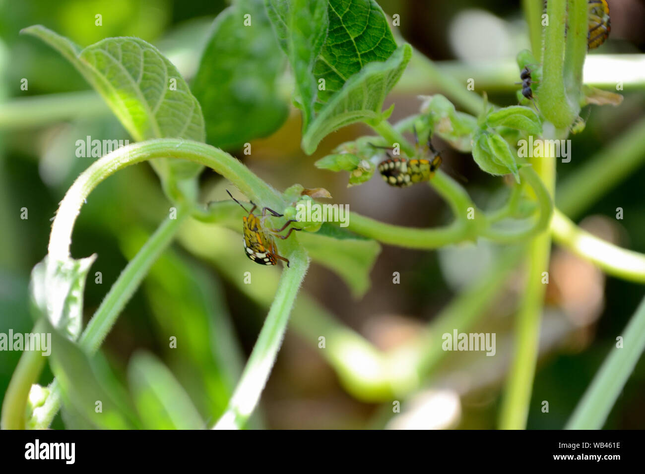 Southern green stink bugs eating bean plants Stock Photo Alamy