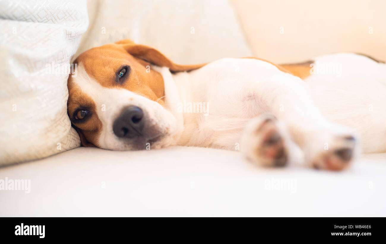 Dog on a sofa in funny pose. Beagle tired sleeping on couch. Stock Photo