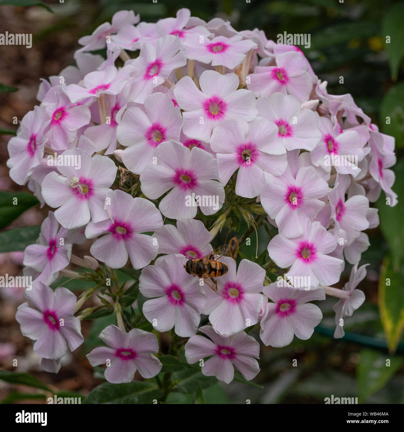 Garden Phlox (Phlox paniculata), flowers of summer Stock Photo - Alamy