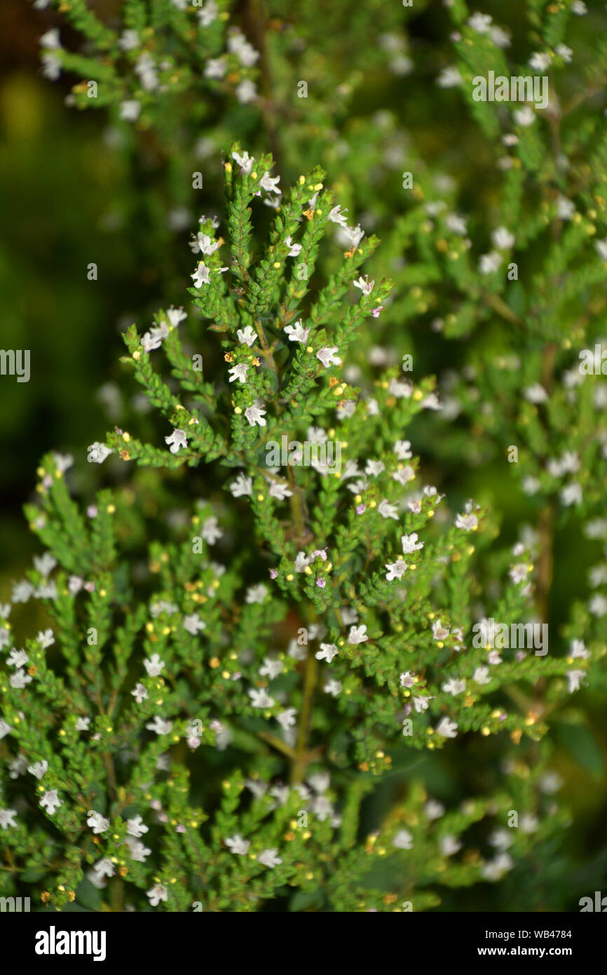 Flowering Oregano also called Origanum vulgare, pink flowers of