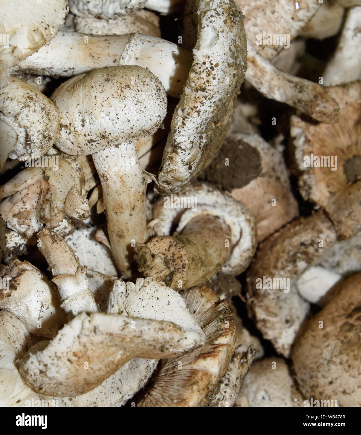 Field champignons. Edible mushroom. Mushrooms background texture. Dirty ...