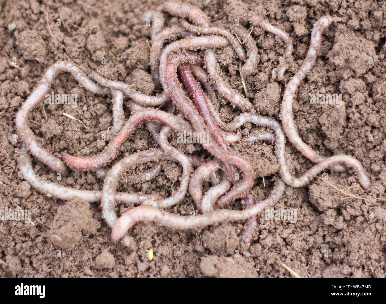 Macro shot of red worms Dendrobena in manure, earthworm live bait