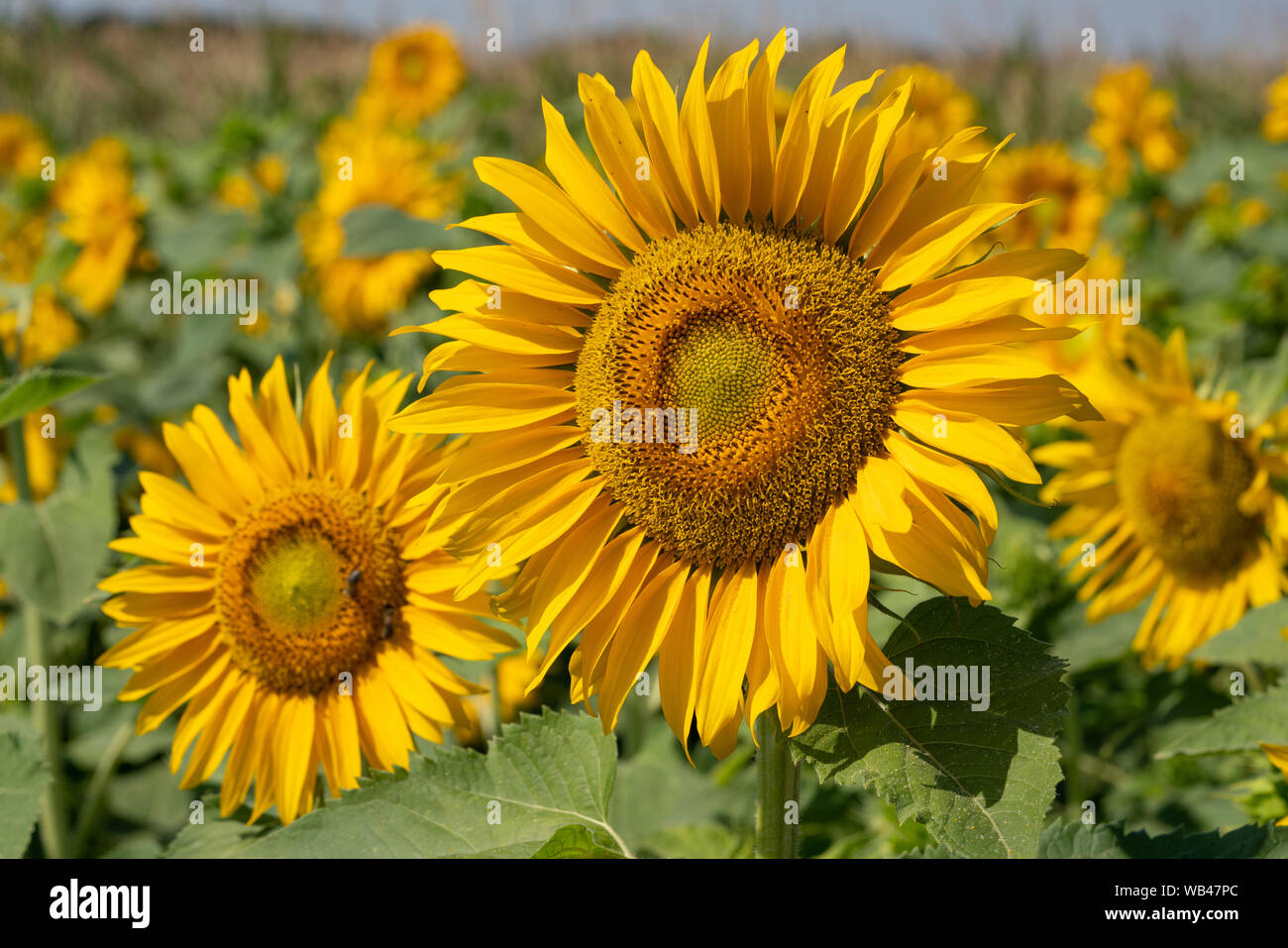 Sunflower (Helianthus annuus), close up of the flower head Stock Photo ...