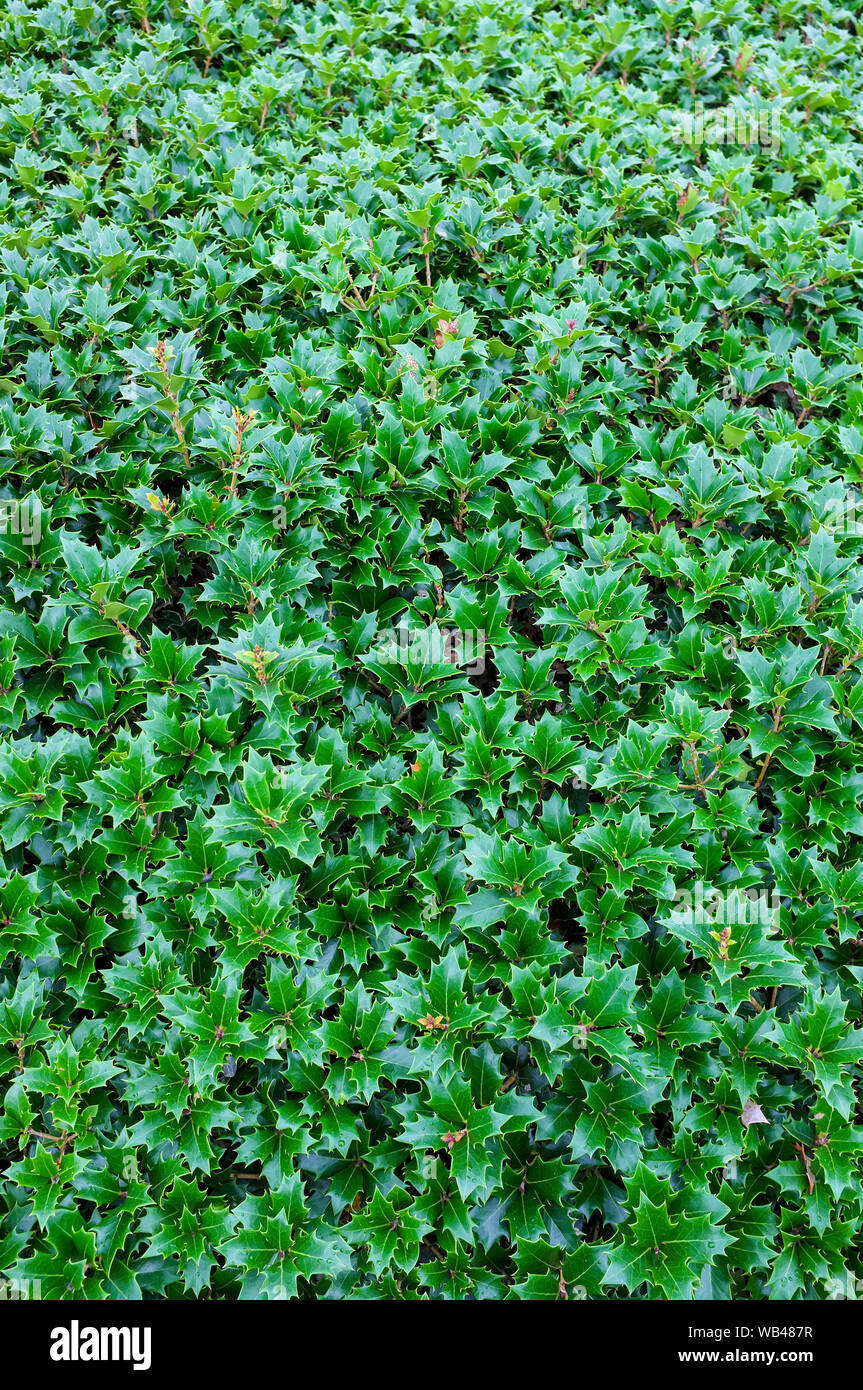 Holly bush. Stock Photo