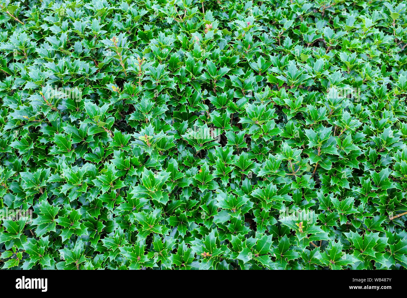 Holly bush. Stock Photo