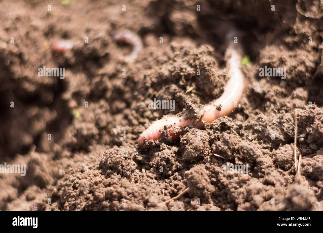 pink earthworm in moist loamy soil,close-up Stock Photo