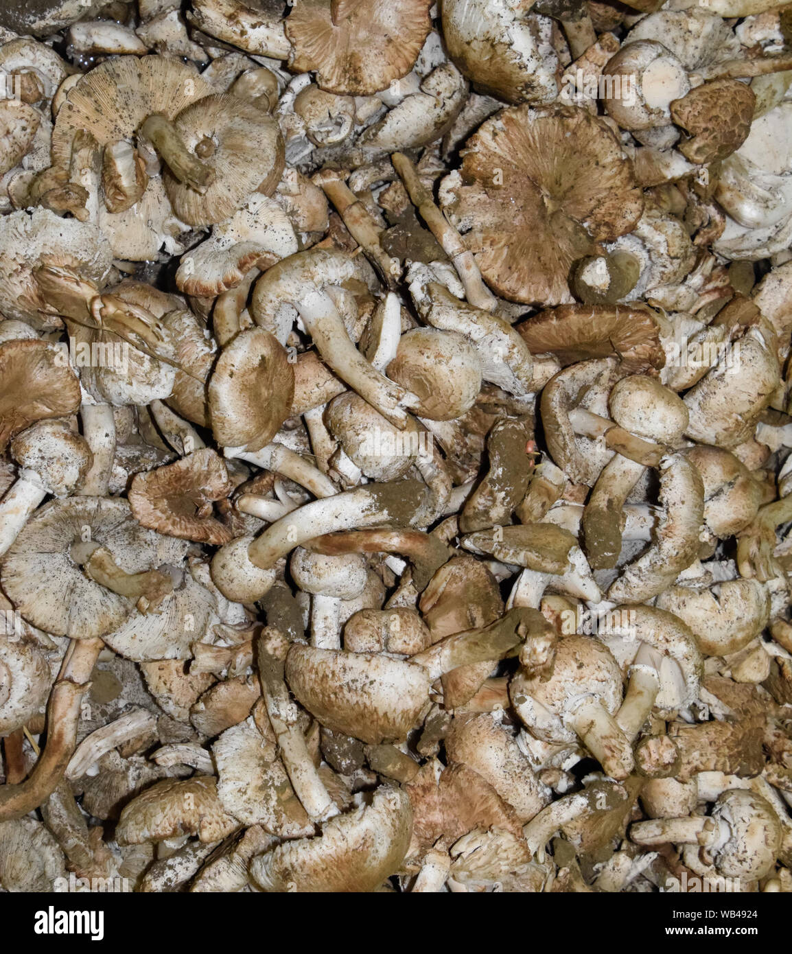 Field champignons. Edible mushroom. Mushrooms background texture. Dirty ...