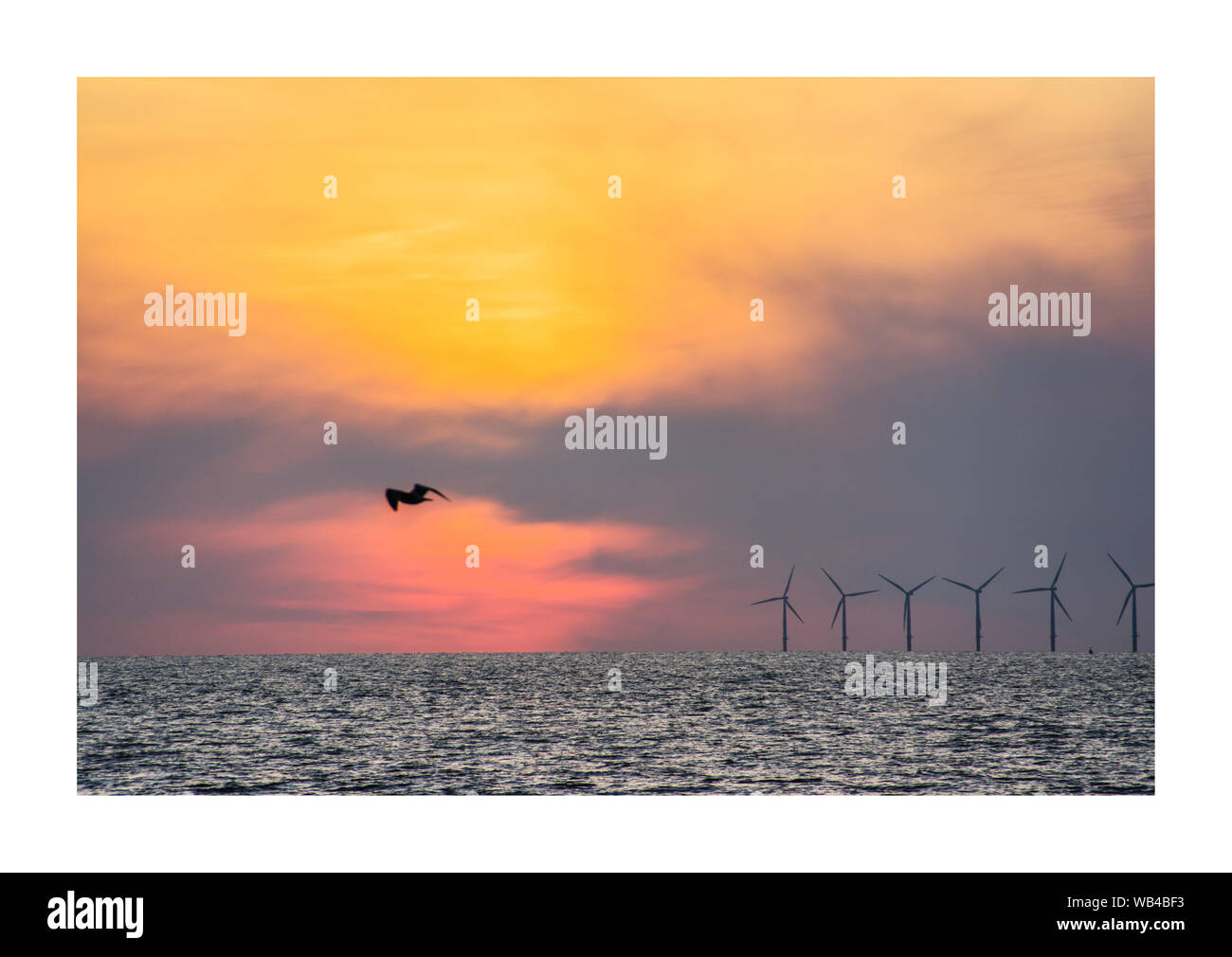 bird flying over the sea. wind turbines in the background Stock Photo