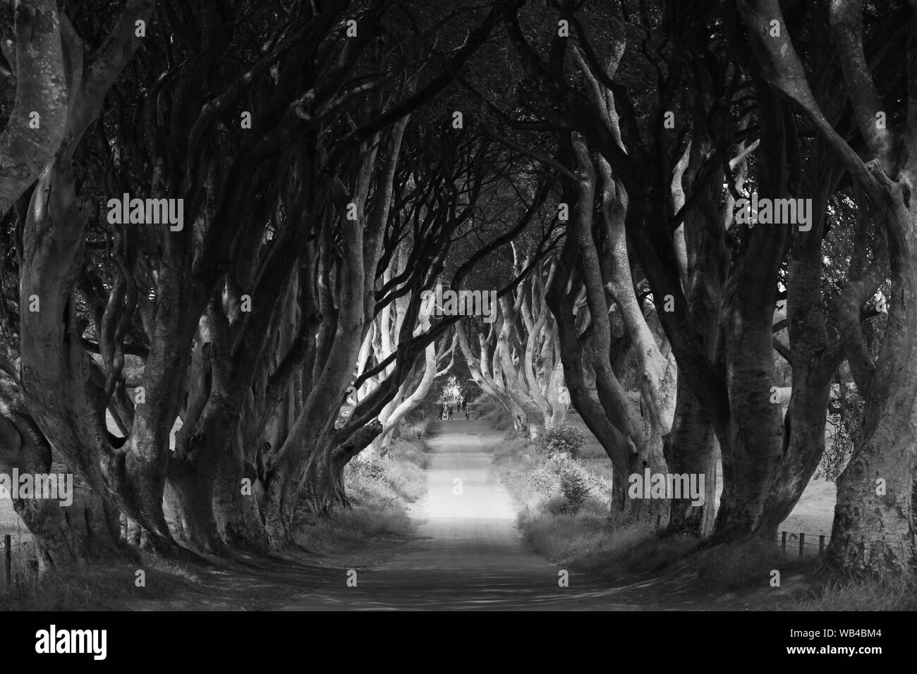 The Dark Hedges Road From The Game Of Thrones In Northern Ireland